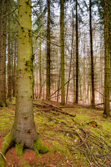 View over a magical deciduous and pine forest with ancient aged trees covered with moss, Germany, at warm sunset Spring evening