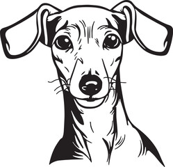 Italian greyhound dog face isolated on a white background, SVG, Vector, Illustration.	