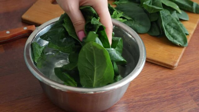 woman hand washing spinach leaves in metal bowl water close up