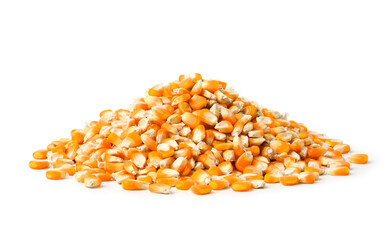 Pile of dried corn seeds isolated on white background. Clipping path.