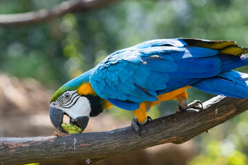 Blue macaw in a zoo