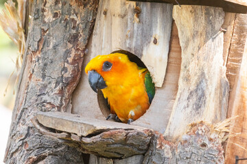 Sun Conure parrot in Chandigarh bird park