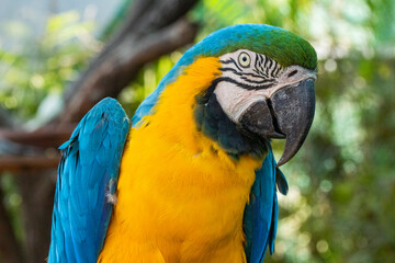 Blue macaw in a zoo