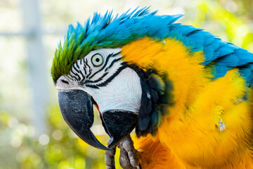Blue macaw in a zoo