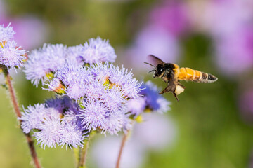 Wild flowers on the countryside 