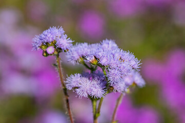 Wild flowers on the countryside 