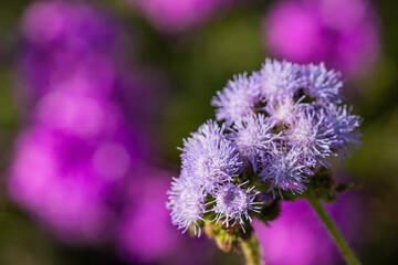 Wild flowers on the countryside 