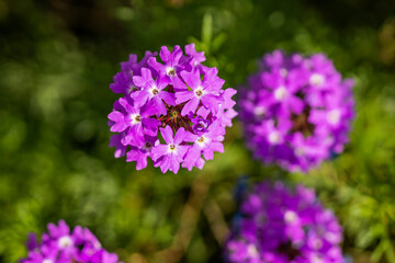 Obraz premium Wild flowers on the countryside 