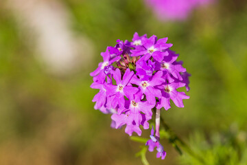 Fototapeta premium Wild flowers on the countryside 