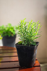 rosemary flower pot indoor plant in a pot healthy meal food snack on the table copy space food background rustic top view