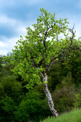 Lonely tree in front of the forest