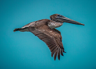 Pelican in flight