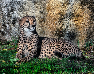 Cheetah on the lawn near the stone.Latin name - Acinonyx jubatus