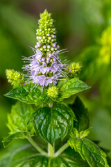 Menthe en fleurs 