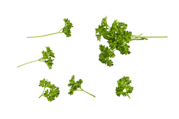 bunch of fresh parsley isolated transparent png