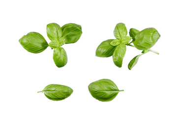 fresh green basil isolated transparent png