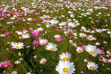 The panoramic background of the flower meadow is covered with a variety of summer flowers