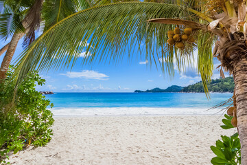 Cocotiers sur plage de Mahé aux Seychelles 
