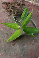 mango plant or seedling on a garden table top ready to plant in the garden or transplant, selective focus with copy space