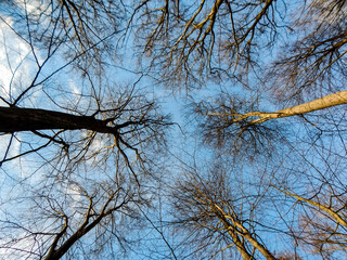 tree branches against the sky