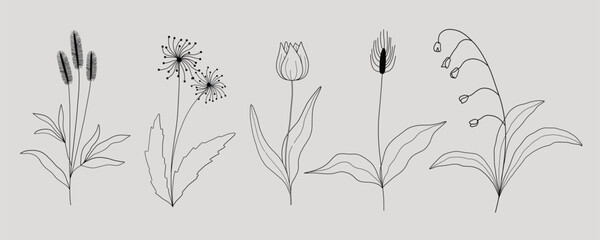 Botanical Line Art