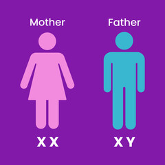 Human Sex Determination. Human Reproduction Process. Vector Illustration.