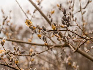 Männliche Salweide (Salix caprea) mit gelb blühenden Weidenkätzchen an den Ästen.