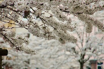 street alley cherry blossoms