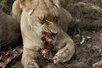 lioness eating fresh kill