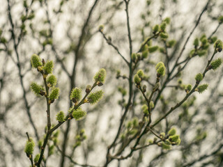 Weide (Salix caprea) mit weiblichen Blütenkätzchen die an kleinen Ästen wachsen.