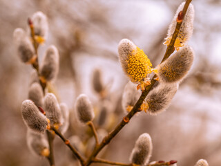 An kleinen Ästen der Weide (Salix caprea) wachsen gelb blühende Weidenkätzchen.