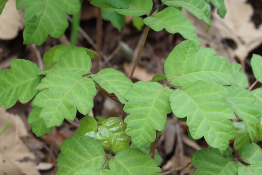 Although their leaves exude toxic urushiol, Toxicodendron Diversilobum, is an important part of native ecology in the Santa Monica Mountains.