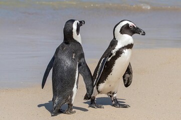 A couple of African penguins holding flipers while walking at Boulders Beach in South Africa