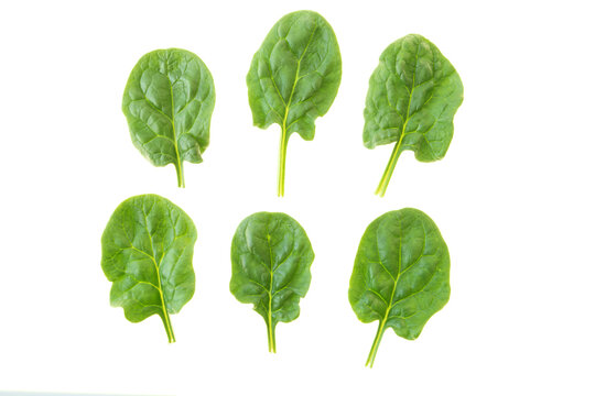 Spinach leaves set isolated transparent png. Healthy food