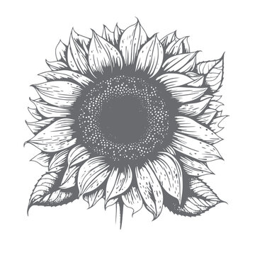 Black and white sunflower vector illustration. Ink sketch of sunflower isolated on white background. hand drawn vector illustration. Retro style. Sunflower vintage graphic. Engraving style