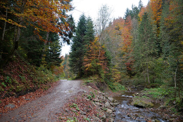 Beautiful autumn forest in Carpathian mountains