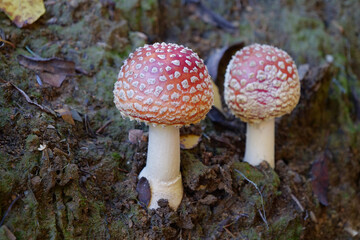 Two little fly agaric grows in soil