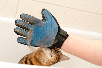 Animals. A man in a special glove combs out excess hair from a thoroughbred domestic red bengal cat in the bathroom.