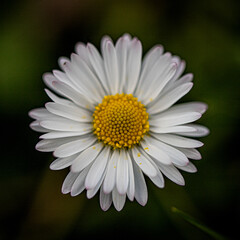 Fototapeta premium daisy flower closeup