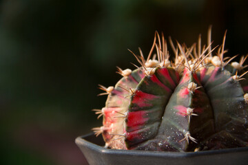 Obraz premium Gymnocalycium Cactus, Chin cactus with colorful stems in pot at Cactus Garden, Northern Thailand, Chiang Mai.