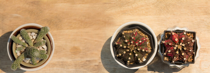 Lady Finger cactus (Mammillaria elongata), Gymnocalycium Cactus. In pot, on wooden table, sunlight , top down, flat lay, coppy space, panorama picture. Thailand.