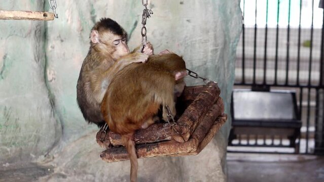 A pair of macaques mutually care for each other on a swing, in a zoo.