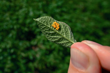 Farmer hold in hand leaf of potato with orange egg on bottom side of leaf of potato plant. Insect pest causing damage to harvest in farm and garden.