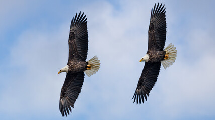 Bald Eagles in flight