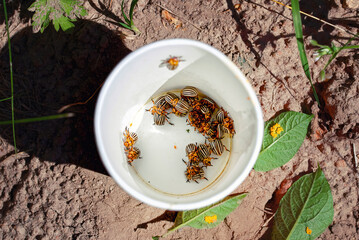 Picking colorado potato beetle in plastic bucket (Leptinotarsa decemlineata). Pest control. Plastic...