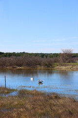 Swan in beautiful Lake Vrana, Croatia.