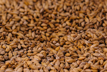Grains of wheat close up background or macro