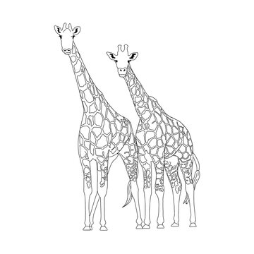 giraffe line art illustration