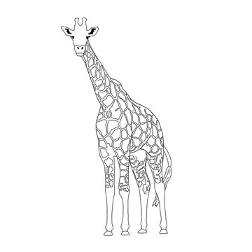 giraffe line art illustration