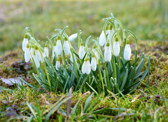 First spring snowdrops flowers